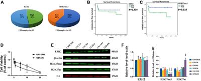 EZH2-mediated H3K27me3 is a predictive biomarker and therapeutic target in uveal melanoma